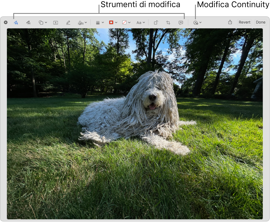 Un’immagine nella finestra Modifica con la barra strumenti di Modifica e lo strumento per fare clic e utilizzare Modifica di Continuity su un iPhone o iPad nelle vicinanze.