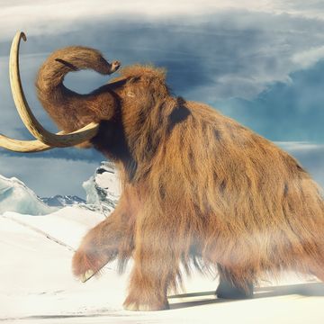 woolly mammoth, prehistoric animal in frozen ice age landscape