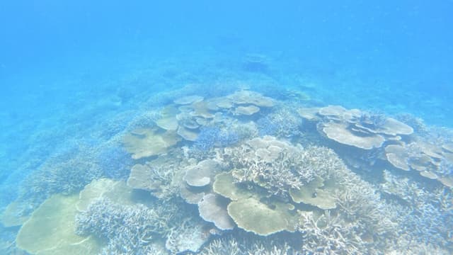 宮古島　八重干瀬シュノーケリング