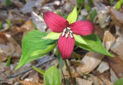 Red Trillium - Trillium erectum