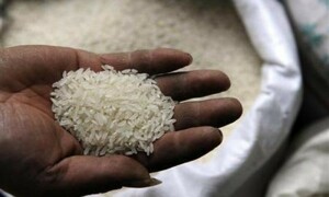 Rice-driven food exports jump 20pc