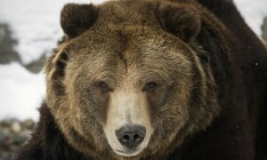 Man finds bear in living room as Japan readies licence to kill