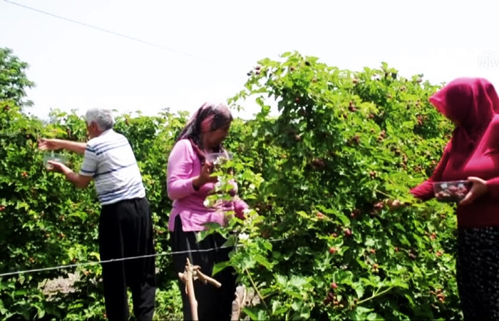 Osmaniye'de erkenci böğürtlen hasadı başladı