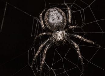 Spiders Detect Smells Through Leg Hairs, Claims New Study