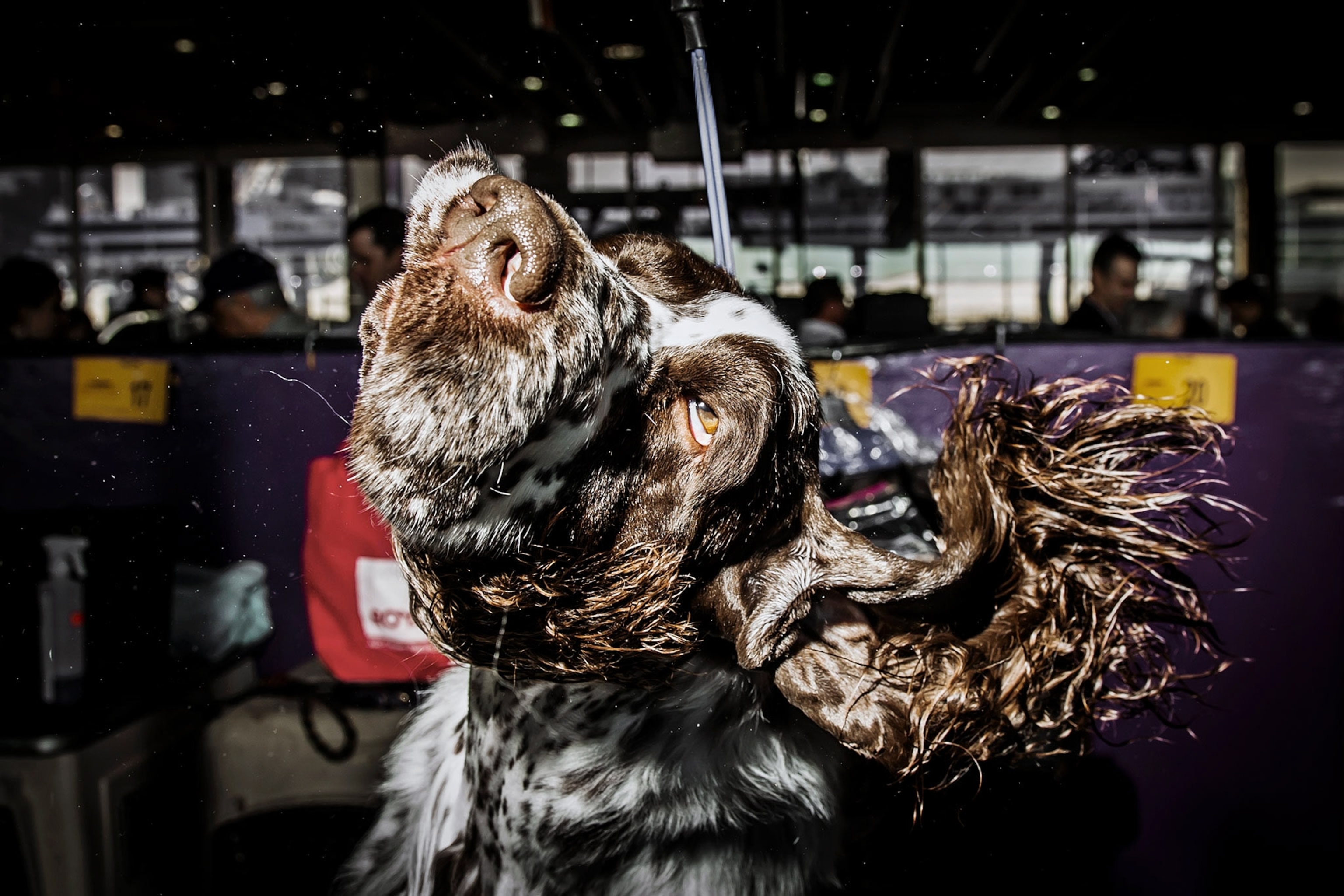 A dog with white and brown wavy fur shakes.