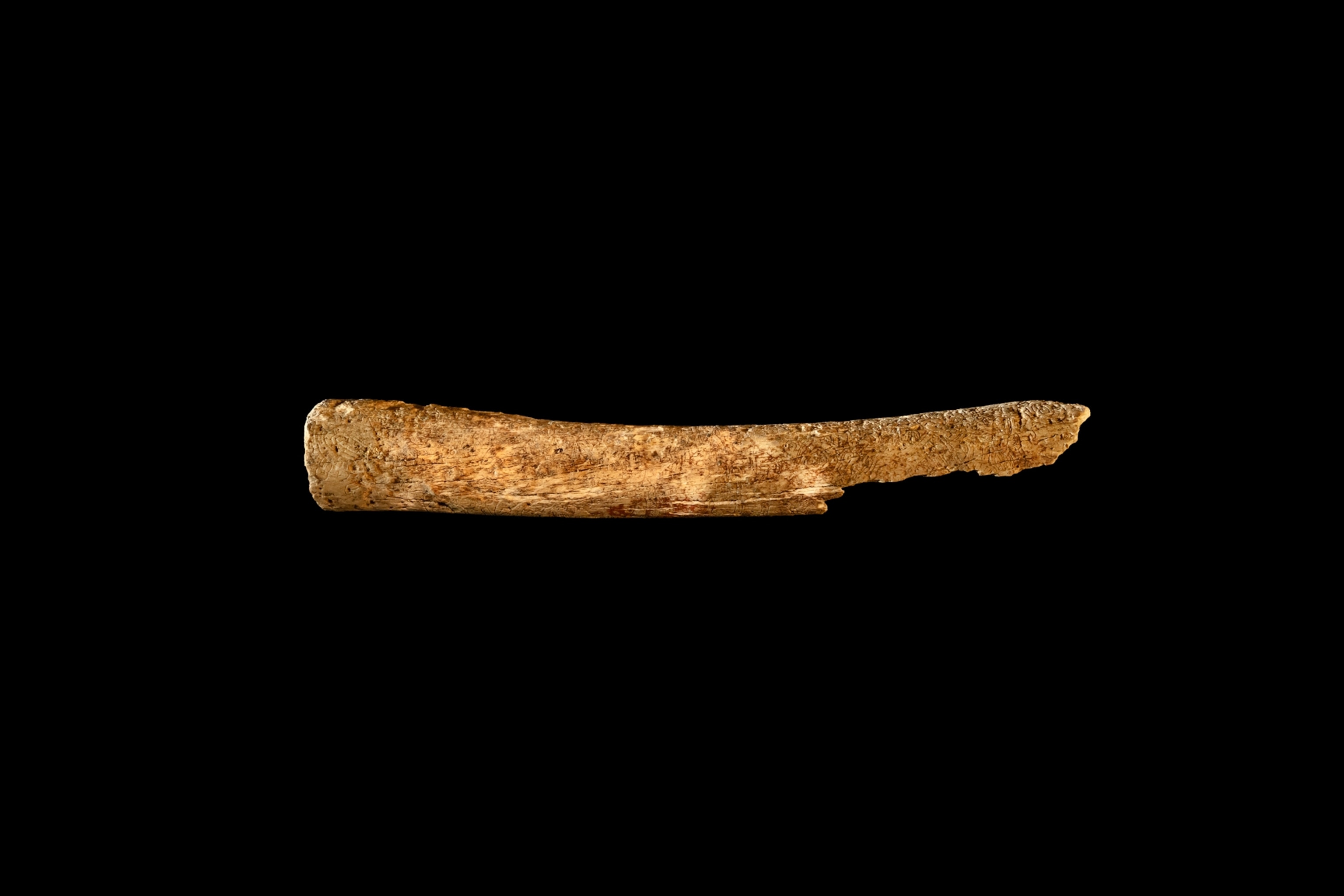 This ancient bone is textured and chipped on the right side.