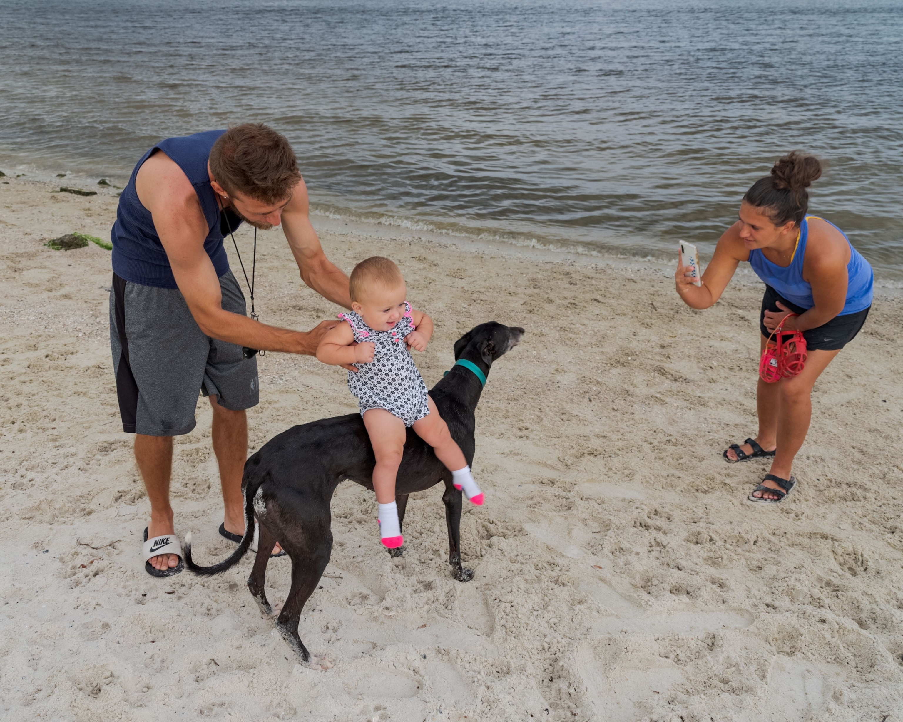 a baby being placed onto of a greyhound on the beach