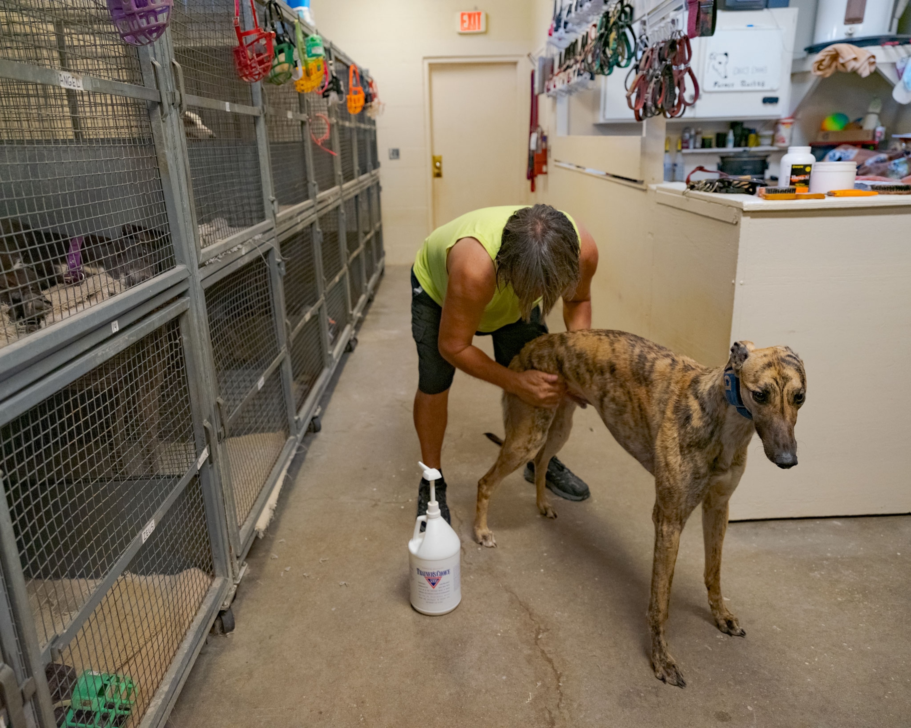 a man rubbing the hind legs of a greyhound