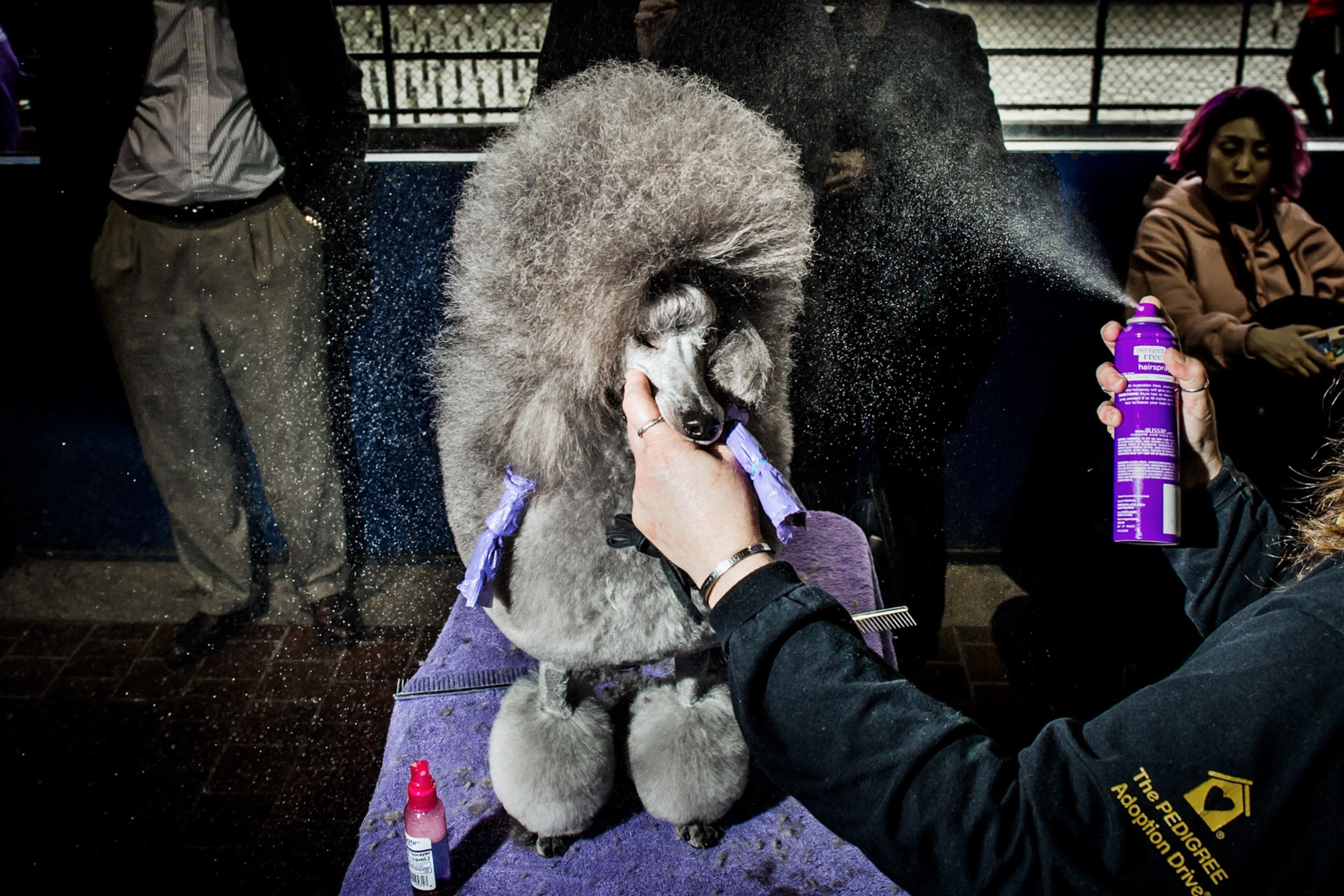 Rounded grey fur is prepped by an owner.