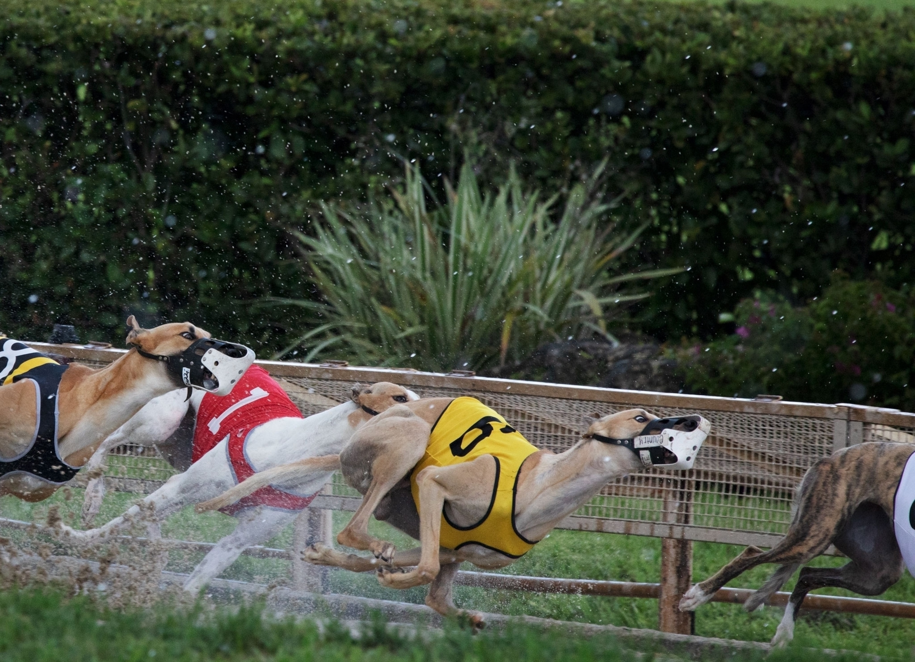 three greyhounds racing