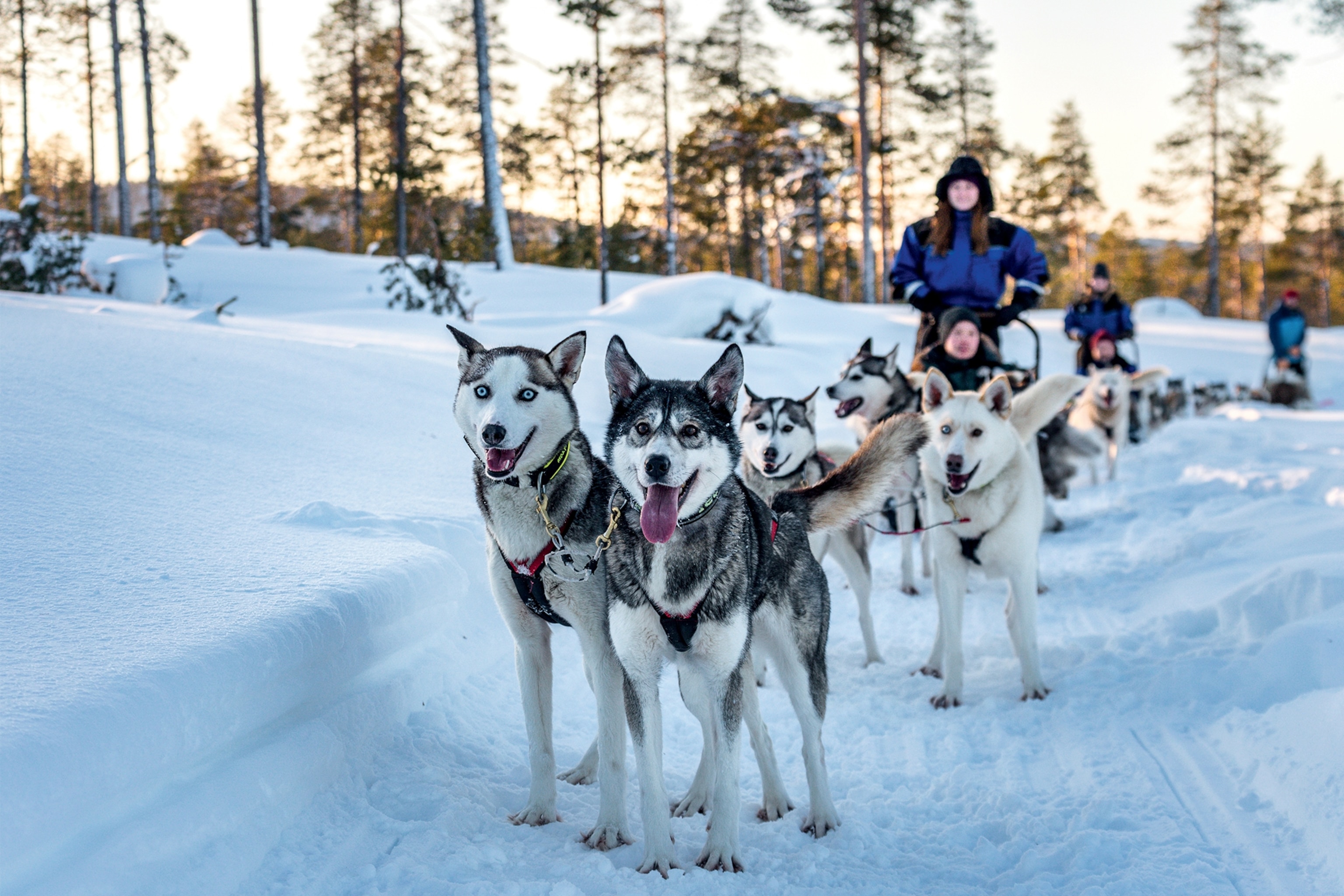 Husky tours