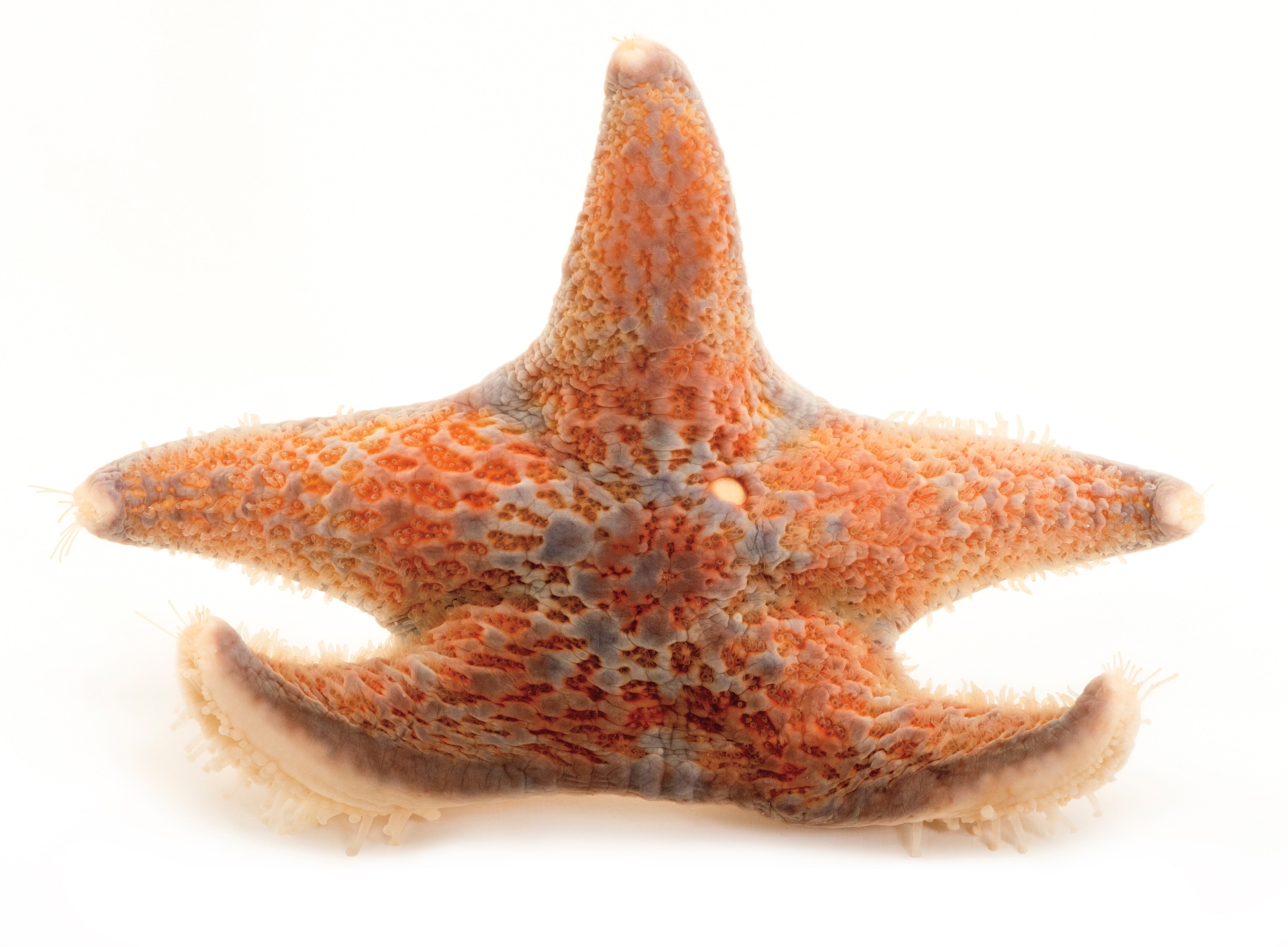 A medium-thickness orange sea star sits with arms spread out on a white background.