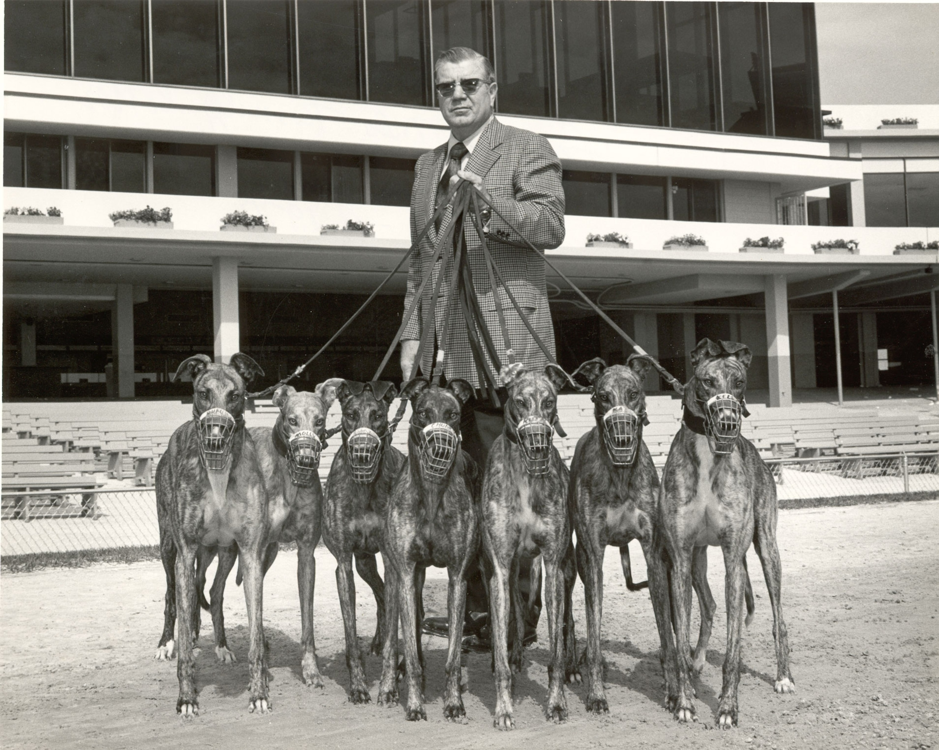 a man holding seven racing dogs on leashes