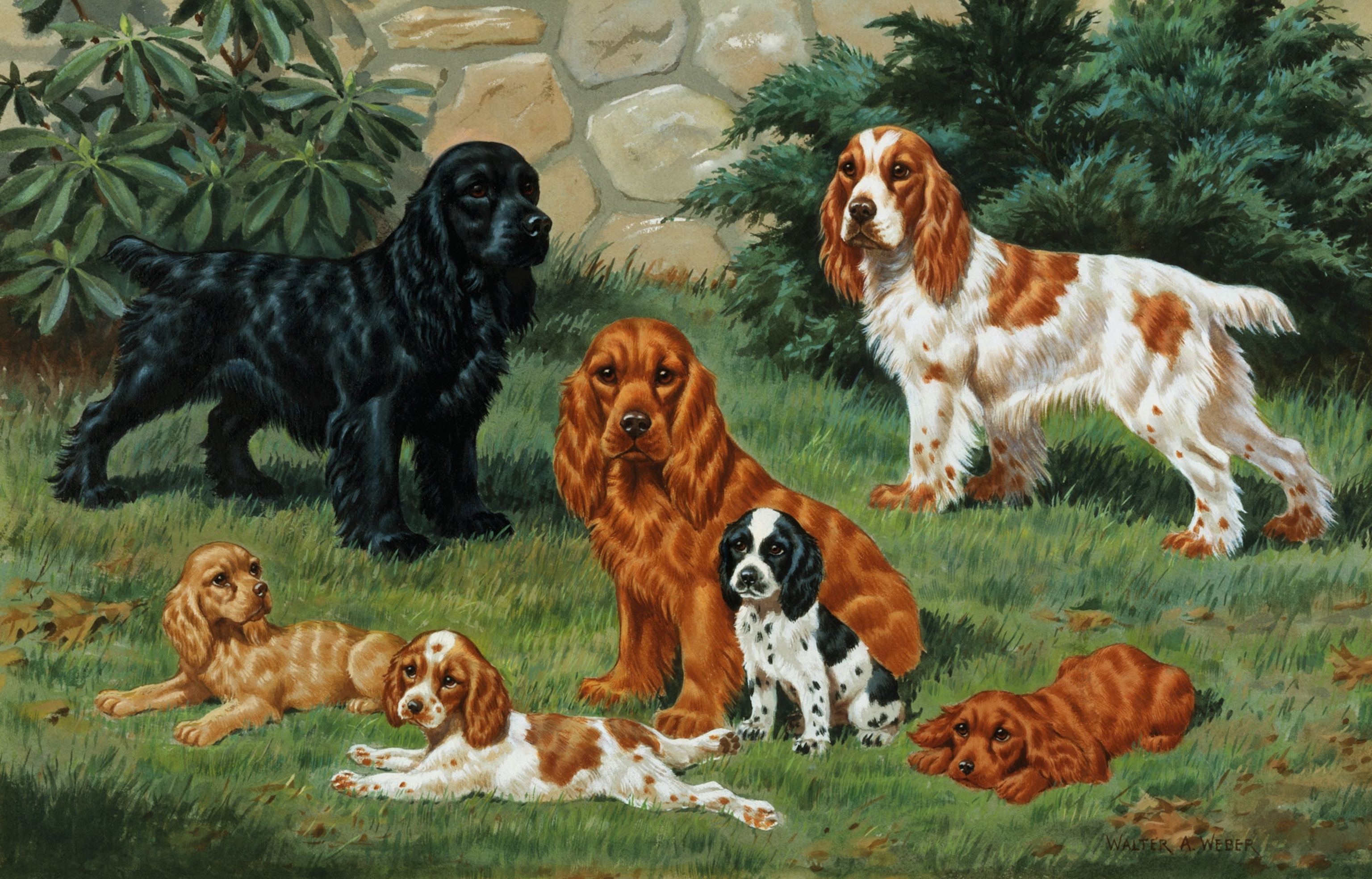 An illustration of cocker spaniels adult and puppies in a variety of colors.