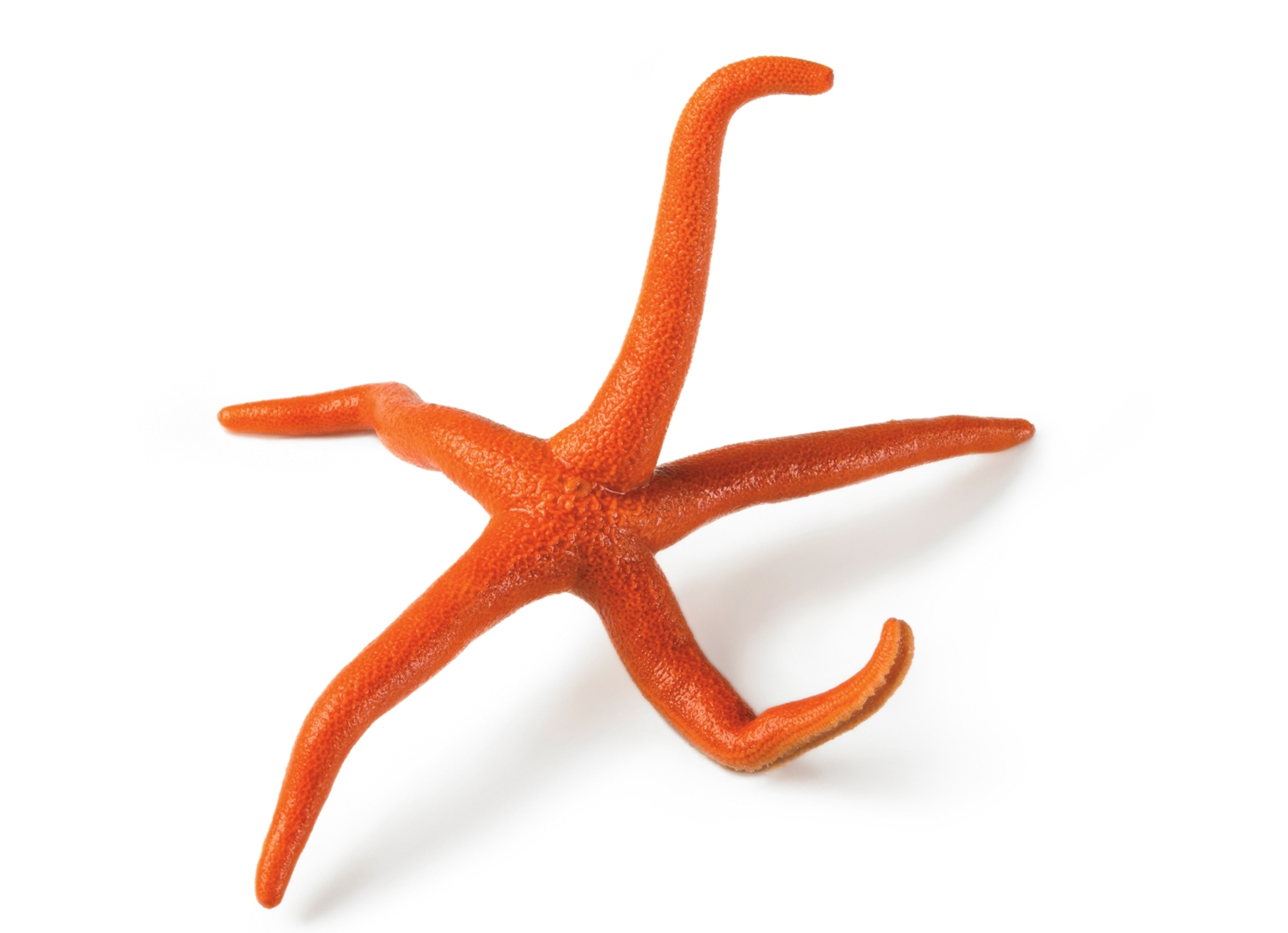 A bright orange sea star with thin limbs is seen on a white background.