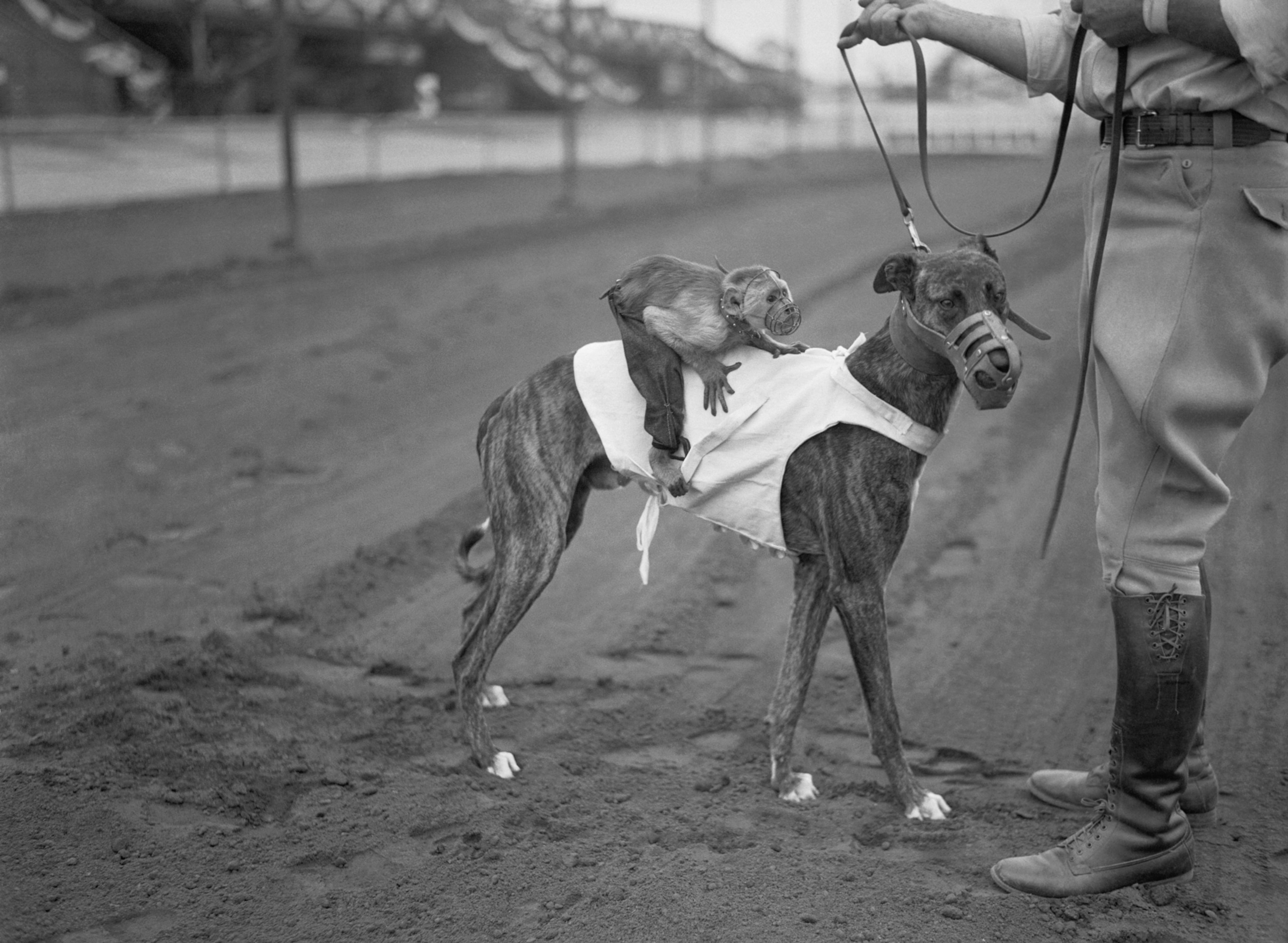 a greyhound with a monkey on its back