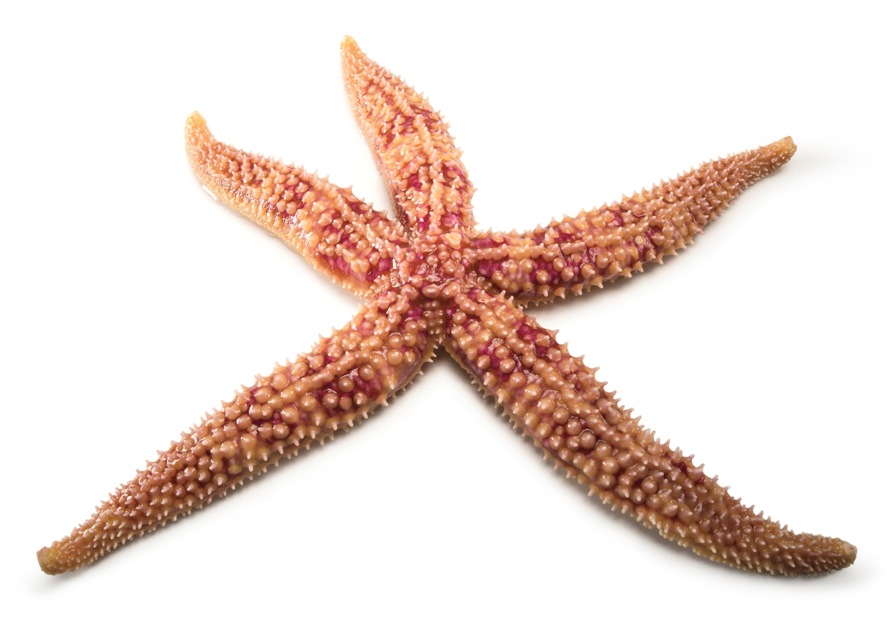 An orange and red sea star is seen on a white background. The arms have a slight thickness to them and there are white bumps down each arm.