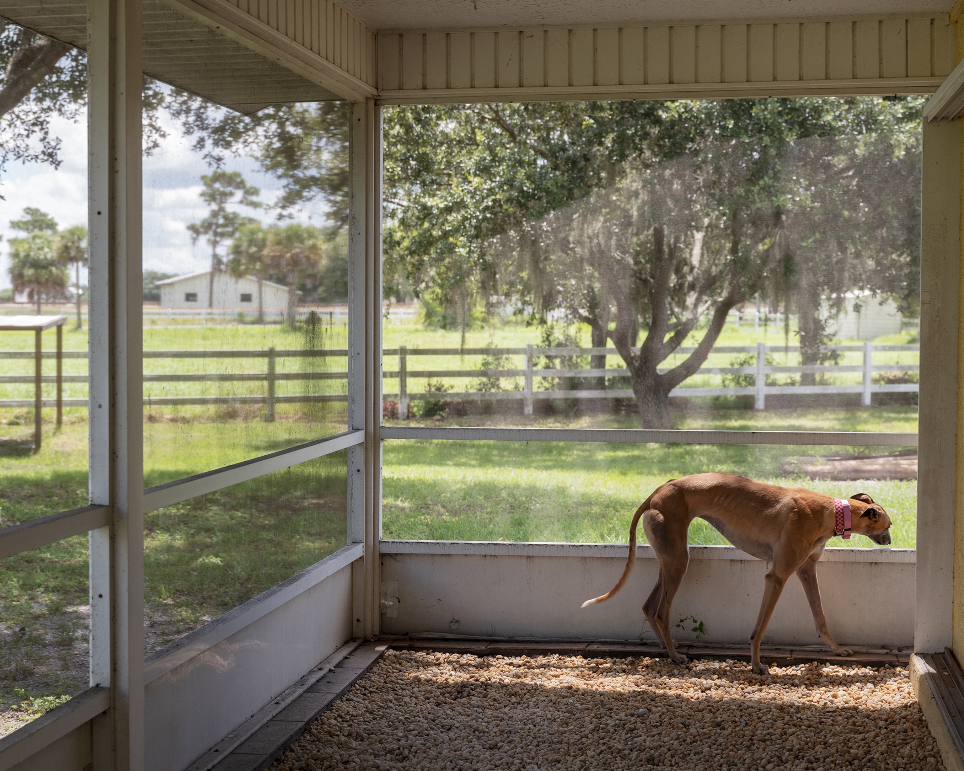 a dog in a sunroom