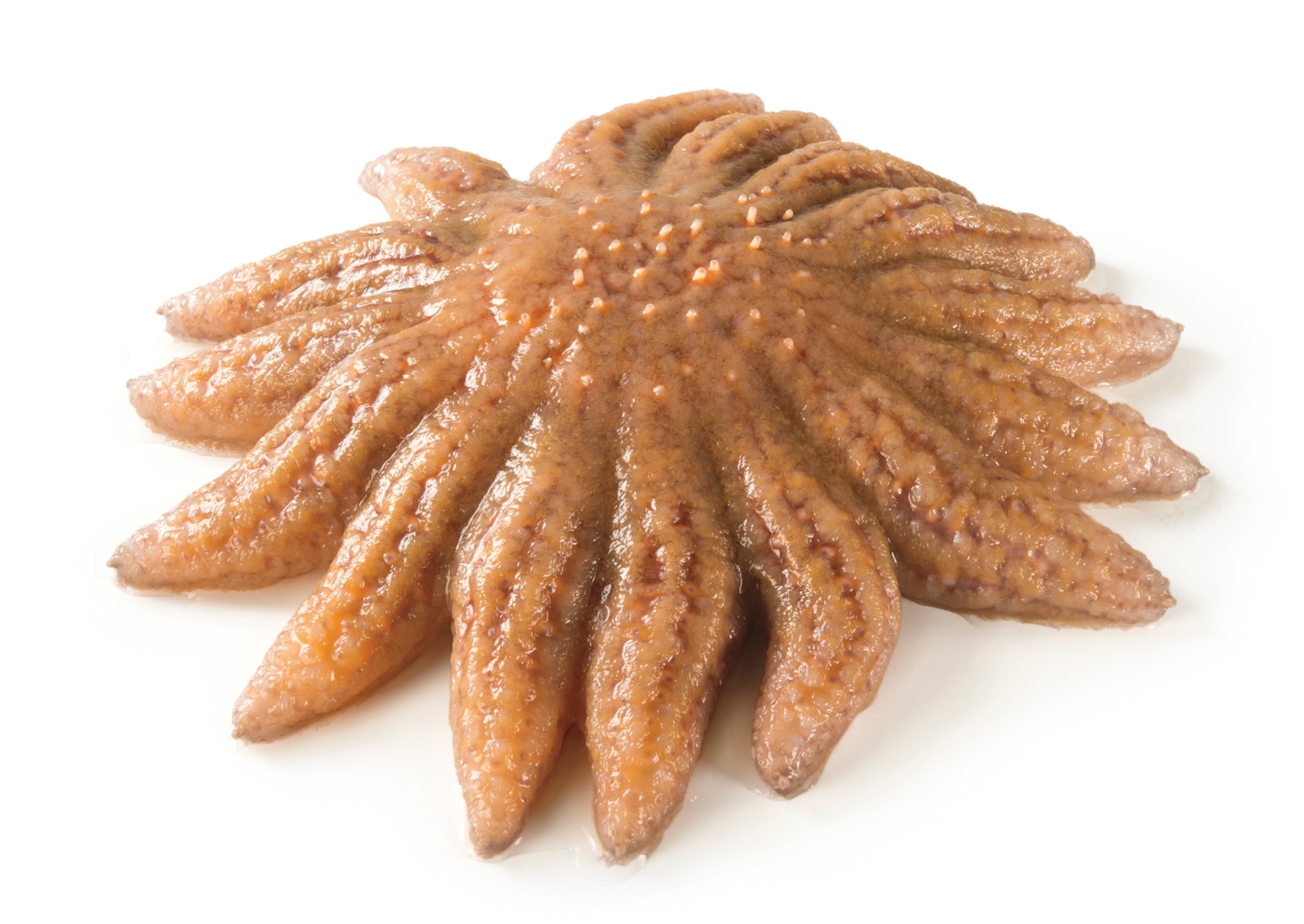 A thick, fleshy, and wet appearing sea star of brownish color is seen on a white background.