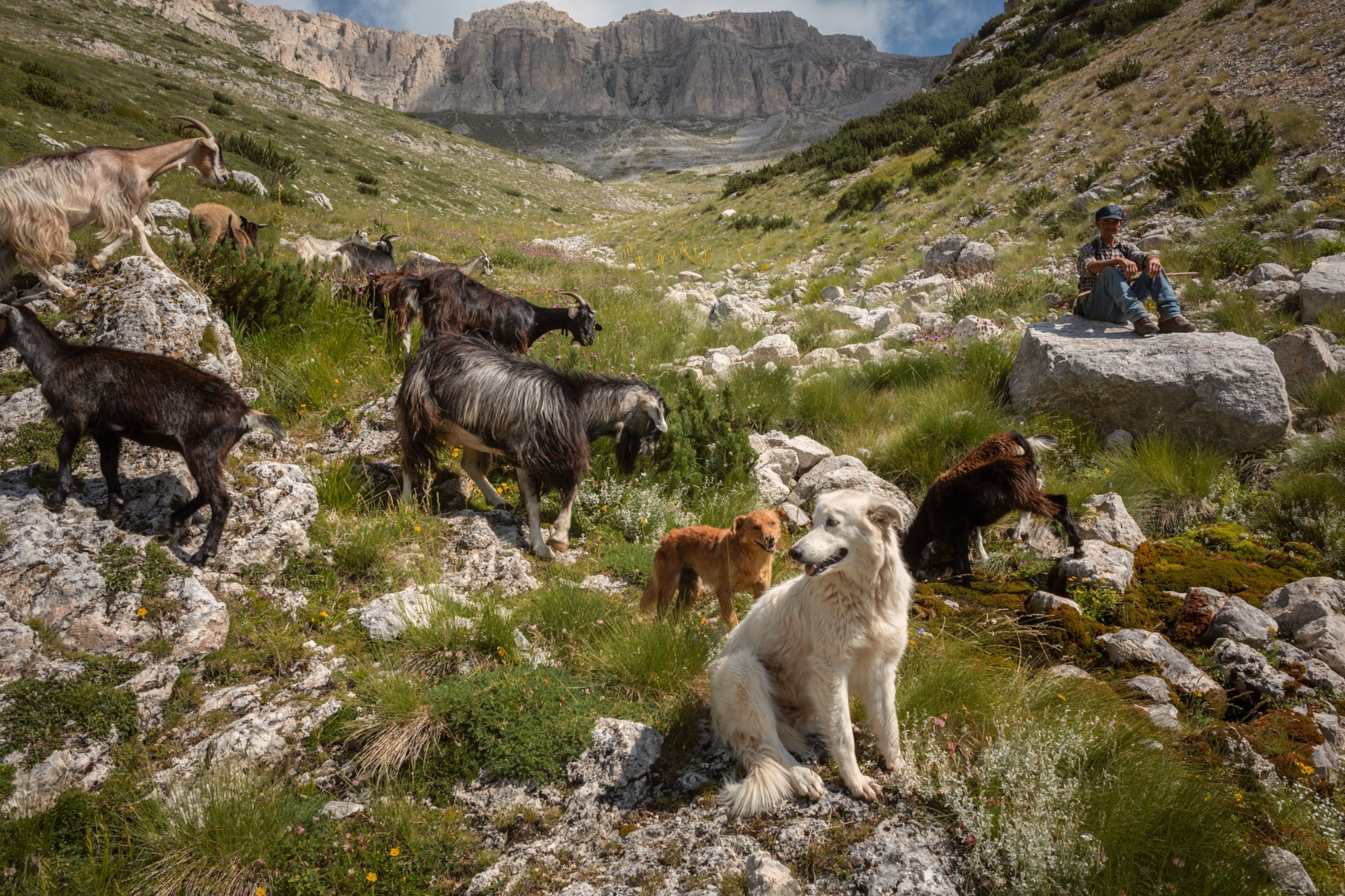 A dog with white fur in the foreground and a dog with auburn fur stand a hilly grounds with goats.