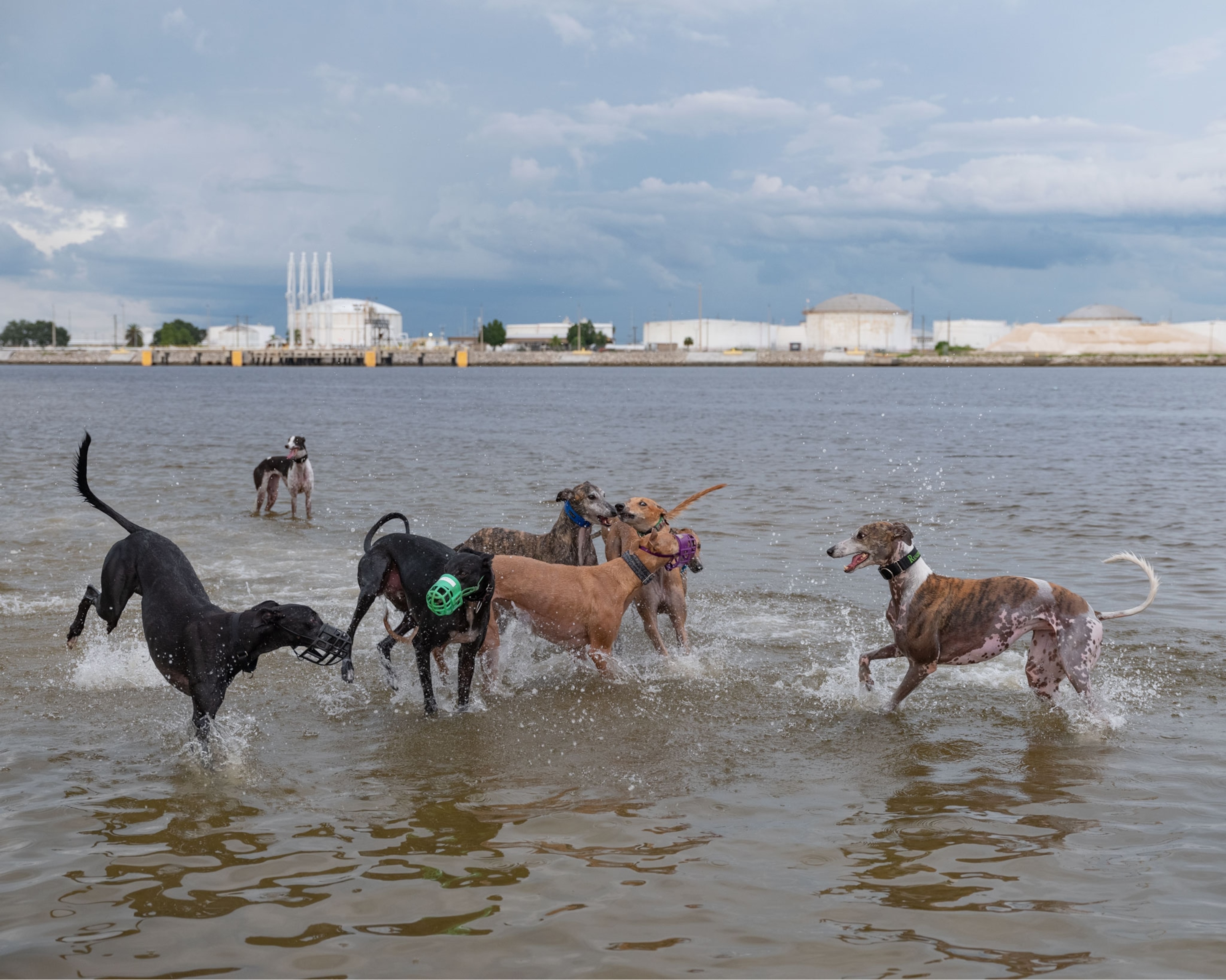 a group of greyhound playing in the ocean water