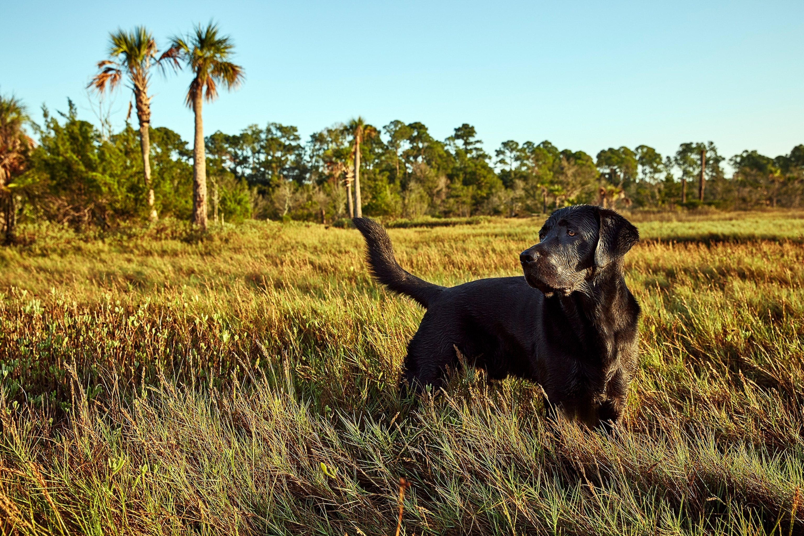 A labradour stands in a marsh.