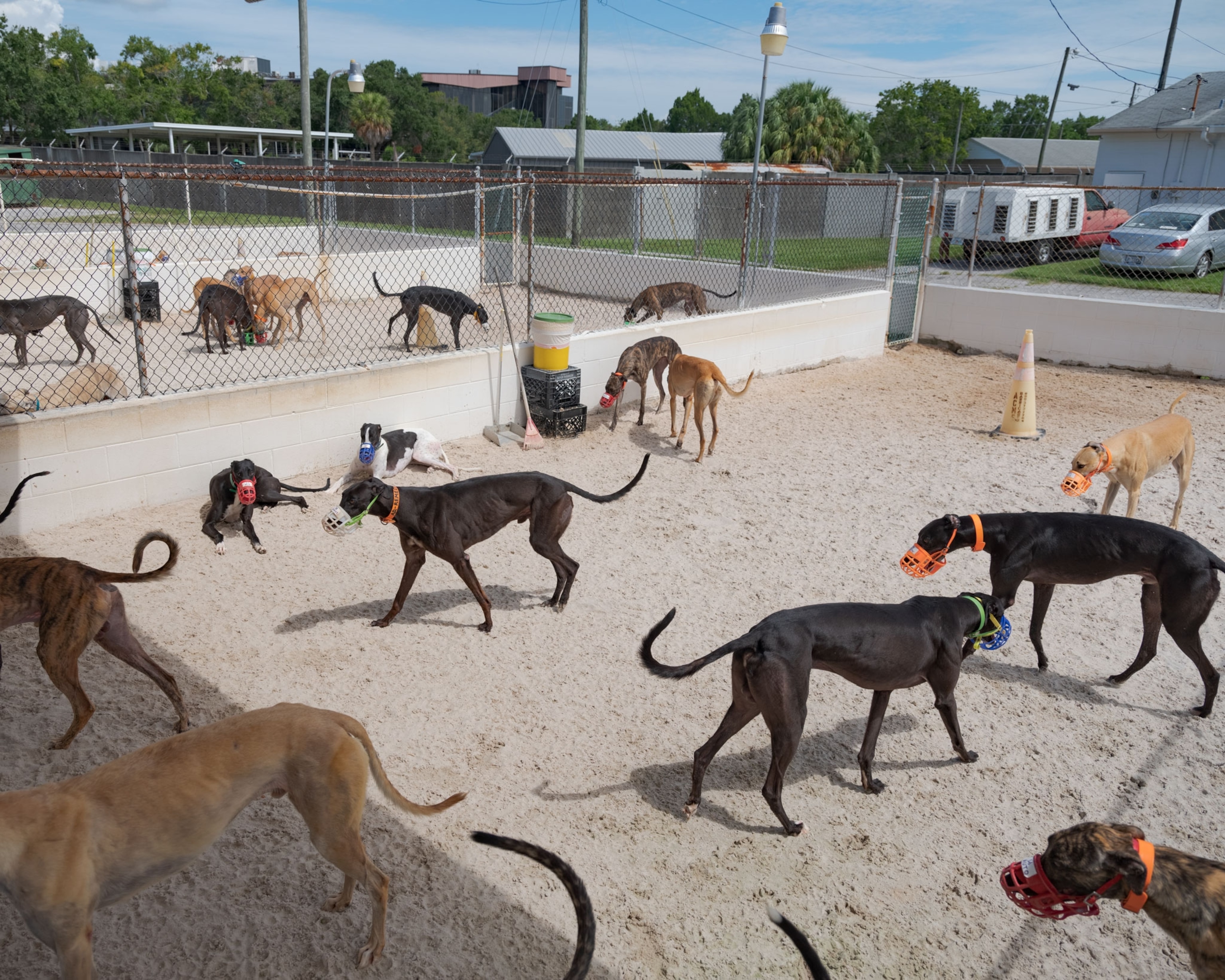 a group of greyhounds dispersed in a closure with sand