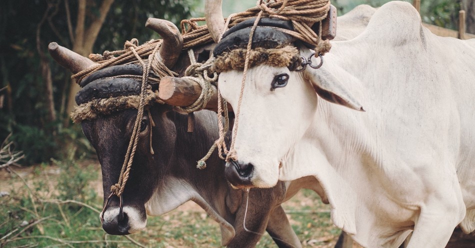 What Does it Mean That God Owns Cattle on a Thousand Hills?