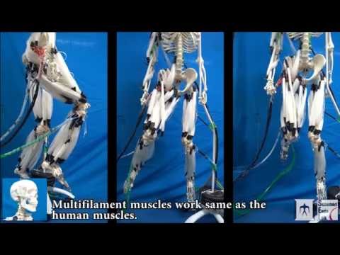 Musculoskeletal Robot Driven by Multifilament Muscles