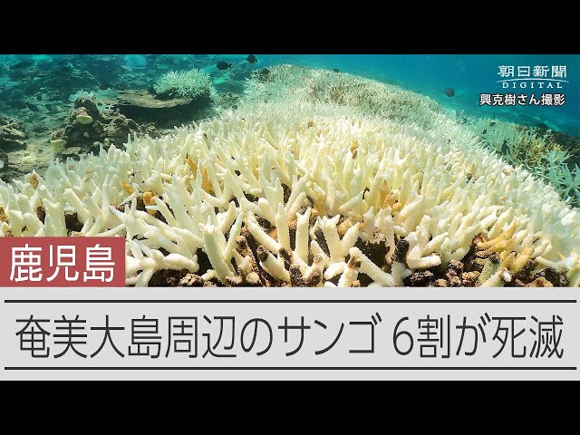 奄美のサンゴ6割死滅、26年ぶりの大規模白化　高い海水温影響か