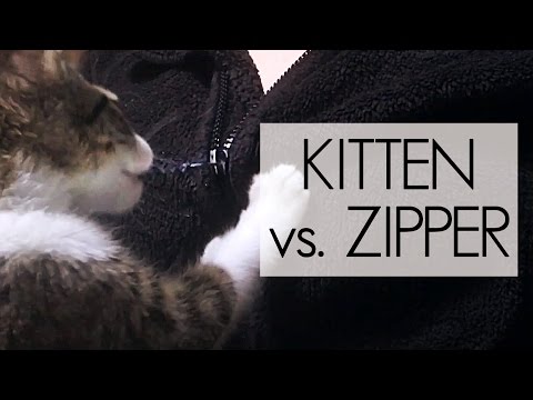 Kitten Conquers the Zipper