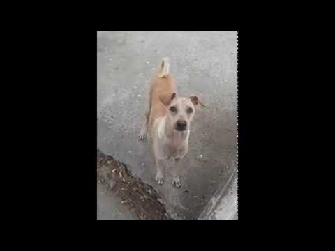 Mama Dog Begs, Brings Food Back to Pups || ViralHog