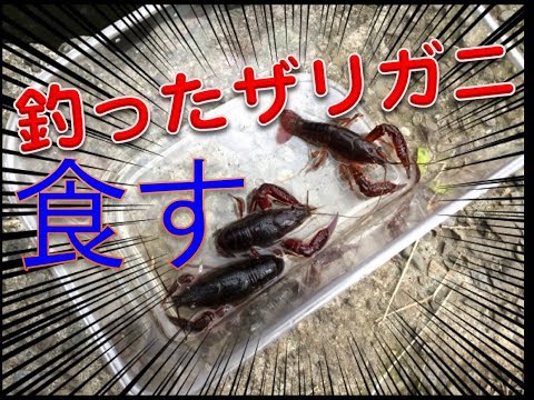 石神井公園（東京）で釣ったザリガニを食べてみた！ 衝撃の味とは？