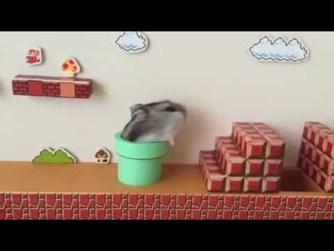 ハムマリオ（ HAMUMARIO）Hamster Super Mario Bros.