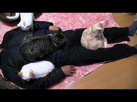 猫に好かれるおっさん　 Middle-aged man is liked by cat