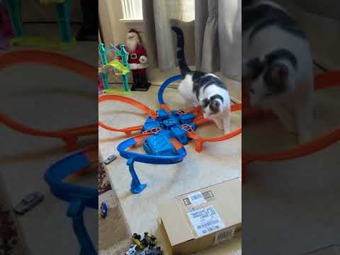 Cat overwhelmed by hot wheels - 981560