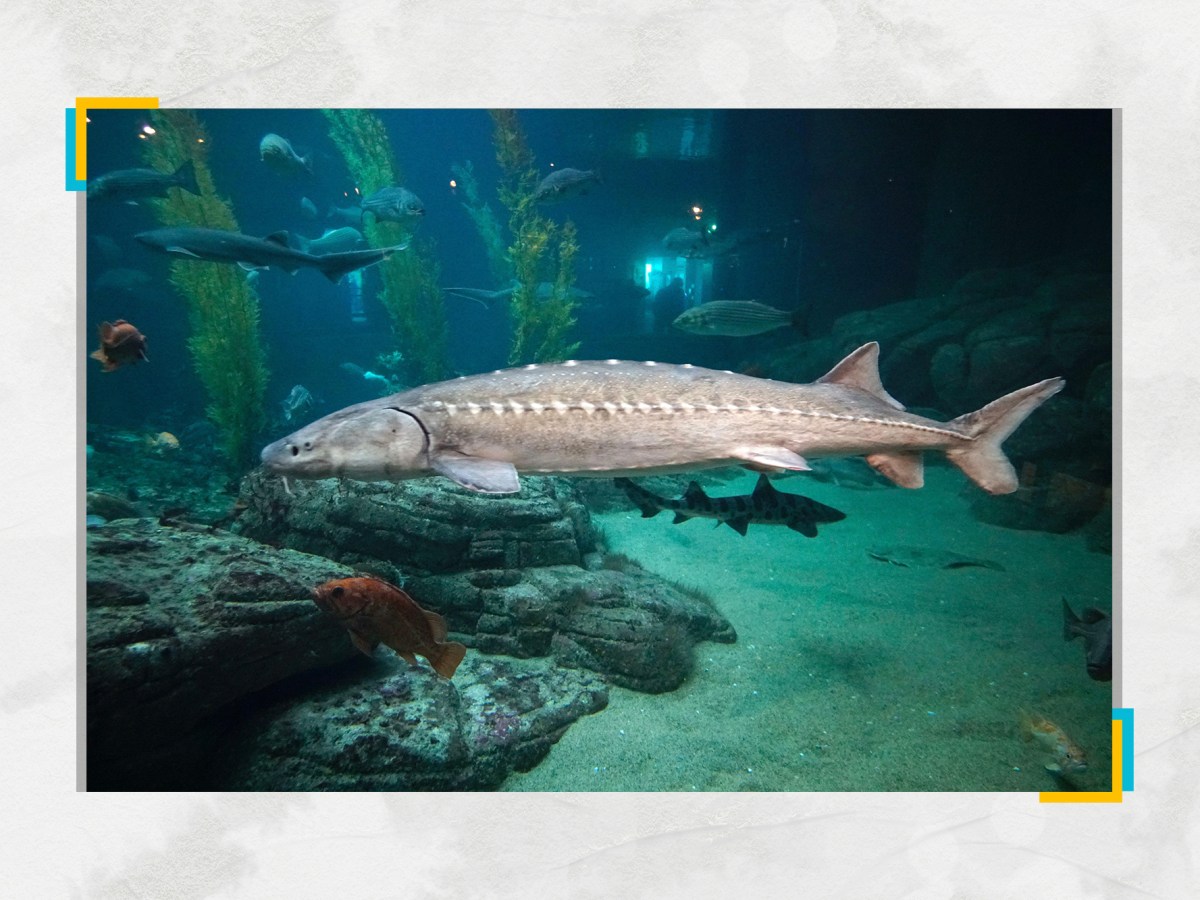 This giant freshwater fish — North America’s largest — gains California protection