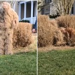 Man Dresses in Camouflage Ghillie Suit to Play Extreme Hide and Seek With His Dog