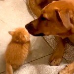 Tiny Orange Kitten Raised by a Caring Dog Grows Up to Be a Cat That Takes Care of Foster Kittens