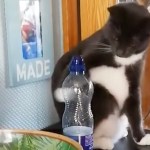 Why Cats Like to Knock Things Over