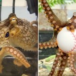 Study Finds That an Octopus' Incredible Eight Arm Dexterity Comes From a Segmented Nervous System