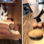 Toothless Senior Cat Is So Obsessed With Potatoes That He Treats Them As If They're His Children