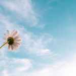 white daisy flower bloom