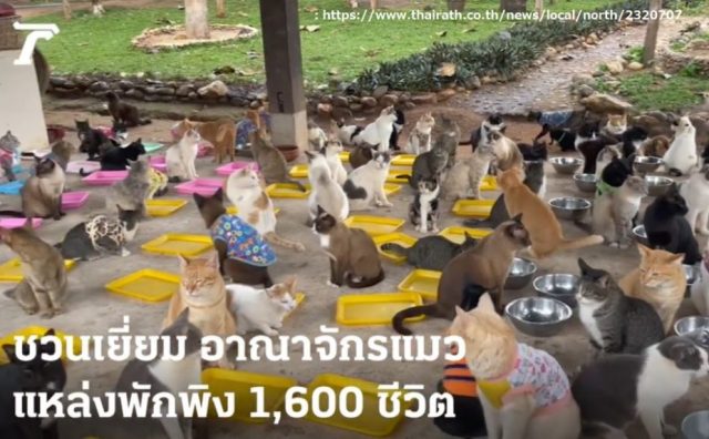 「猫の虜を猫の王国に招待　新しい施設には1,600匹以上の猫が寄り添う」「猫の王国」ライブ動画配信中！”ชวนทาสแมวเยี่ยมอาณาจักรแมว บ้านใหม่แหล่งพักพิงฝูงเหมียวกว่า 1,600 ชีวิต”