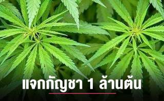 「今年【6月9日】大麻のロック解除  100万本を配布」タイ政府ではなく個人の発言？「ヘンプ」「マリファナ」の違いをまとめ  “9 มิ.ย.” นี้ ปลดล็อคกัญชา แจก 1 ล้านต้น