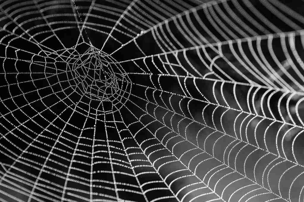 spiders web of ADHD and PTSD