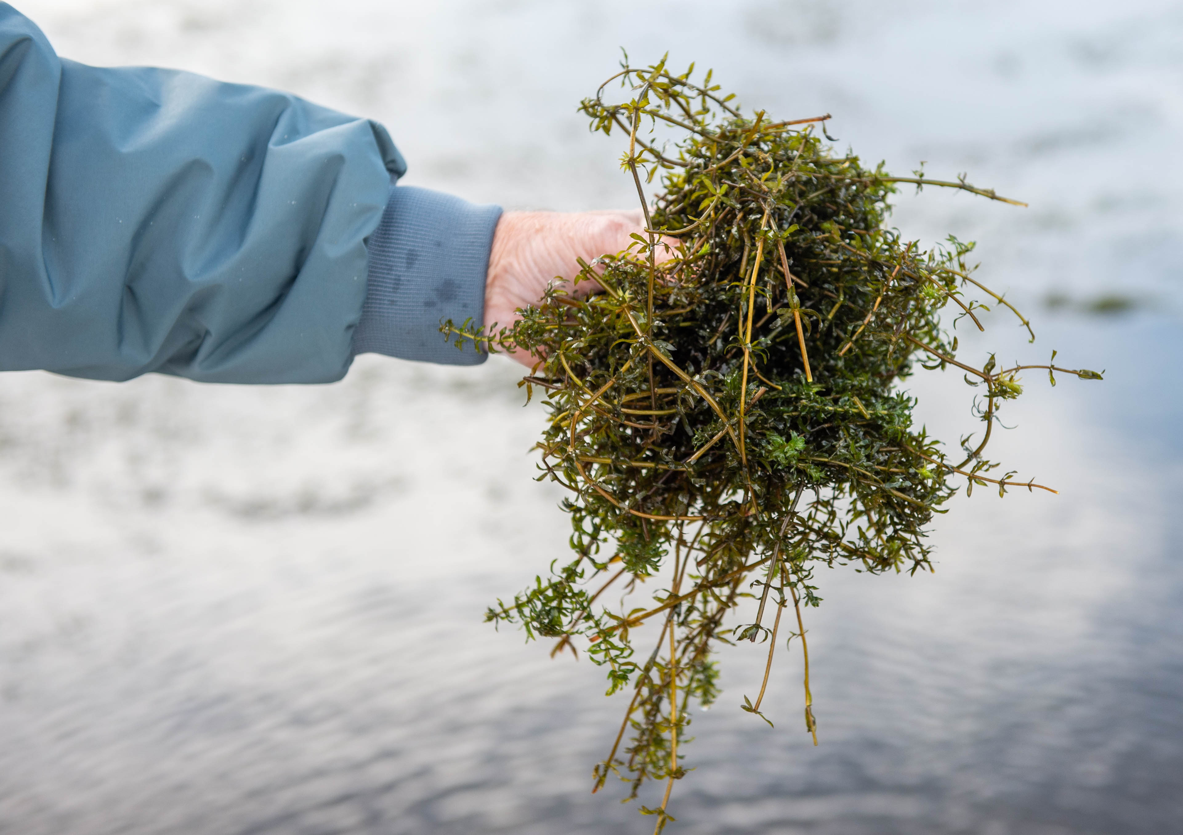 Joe Standart shows some of the invasive plant Hydrilla that is growing in Selden Cove in Lyme on Tuesday, Sept. 26, 2023. Hydrilla has been found along the Connecticut river (Aaron Flaum/Hartford Courant)