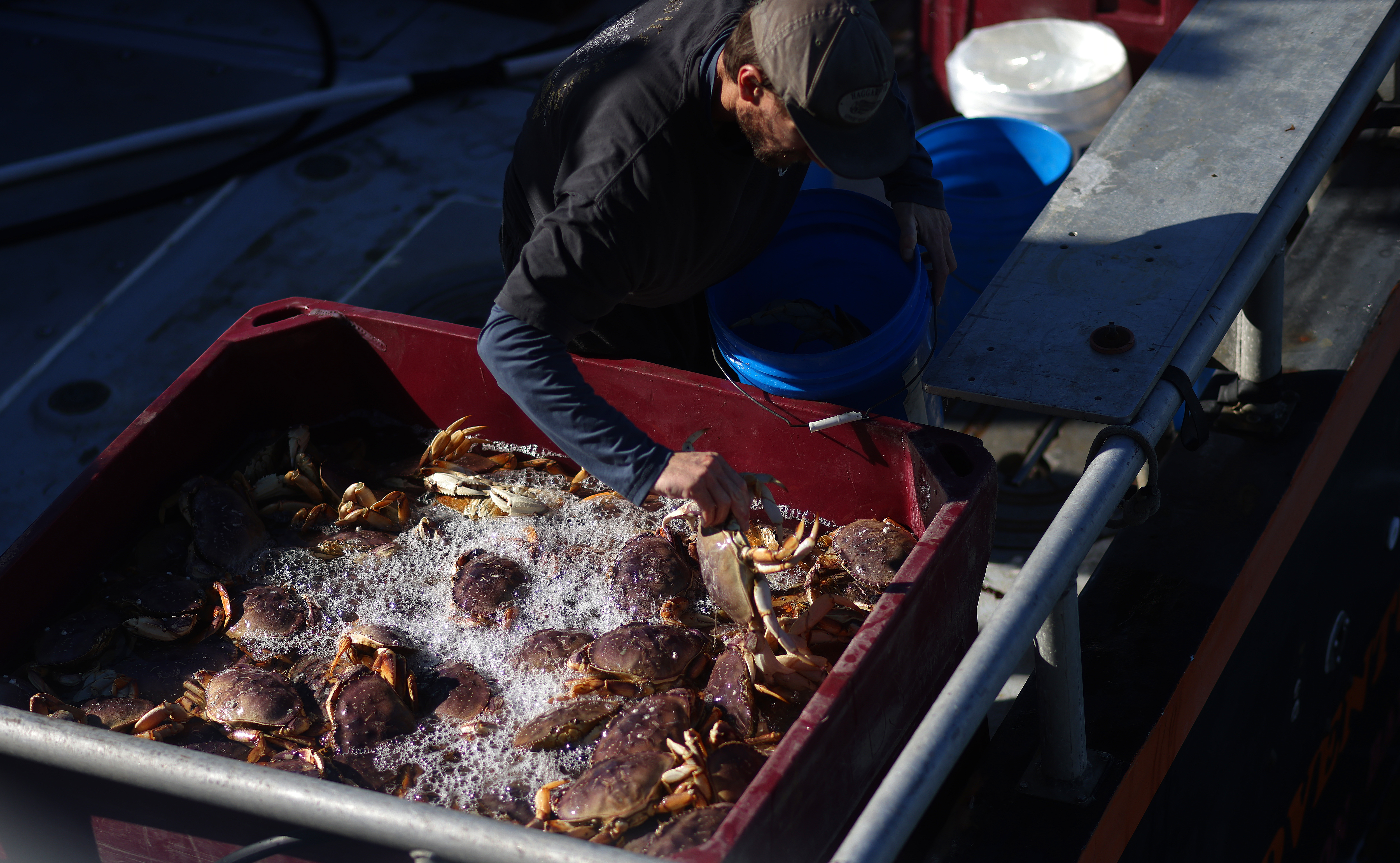 A fisherman pulls crab from from a tank on the fishing vessel Adventure to sell at Pillar Point Harbor on Sunday, Jan. 5, 2025, in Half Moon Bay, Calif. After a delay to the start of the season commercial crab fishers from the Mendocino County line to the Mexican border were able start pulling up the first crab pots on Sunday. (Aric Crabb/Bay Area News Group)