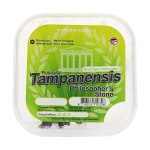 Tampanensis Magic Truffles, known for their introspective and creative effects, ideal for spiritual journeys