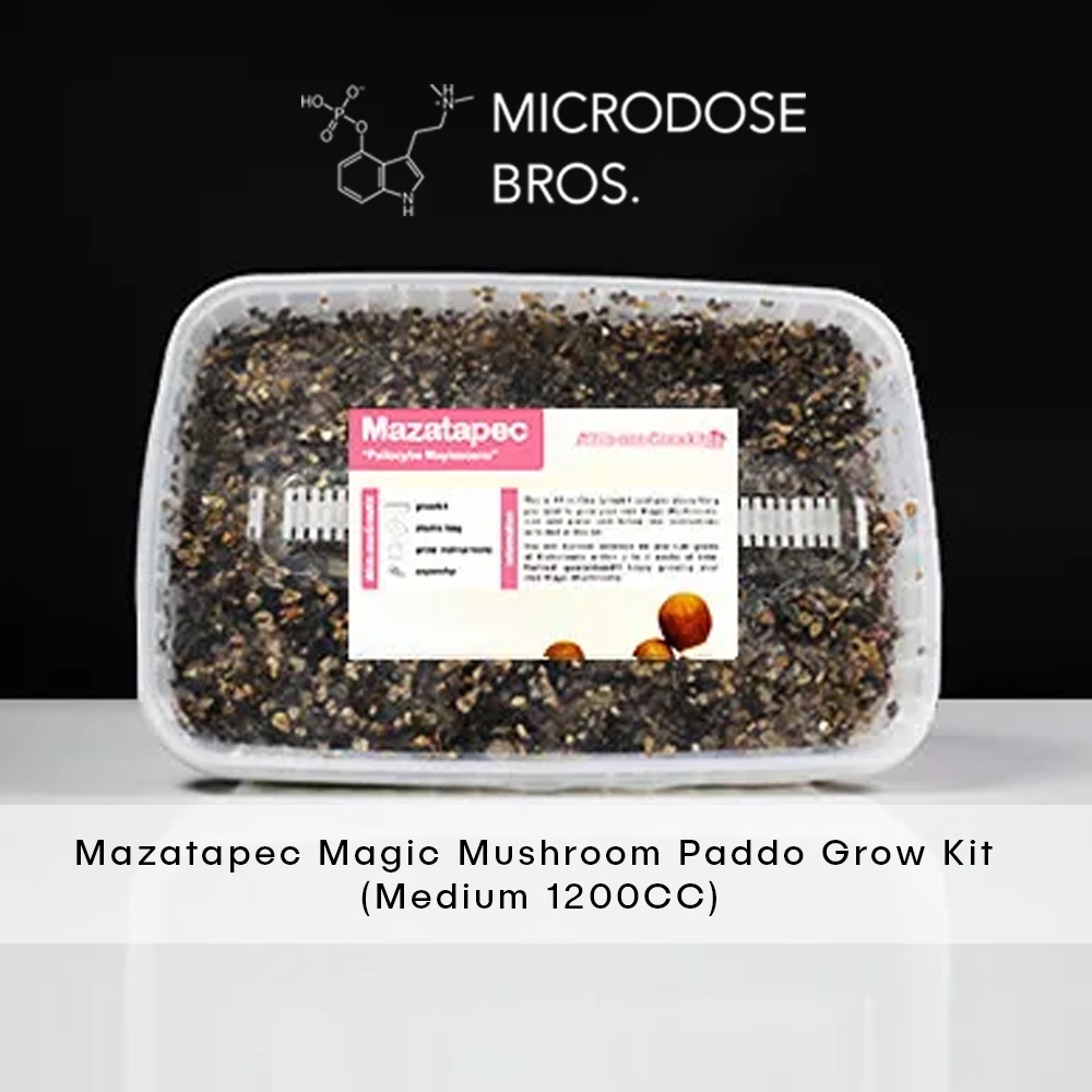 Mazatapec-Magic-Mushroom-Paddo-Grow-Kit-1